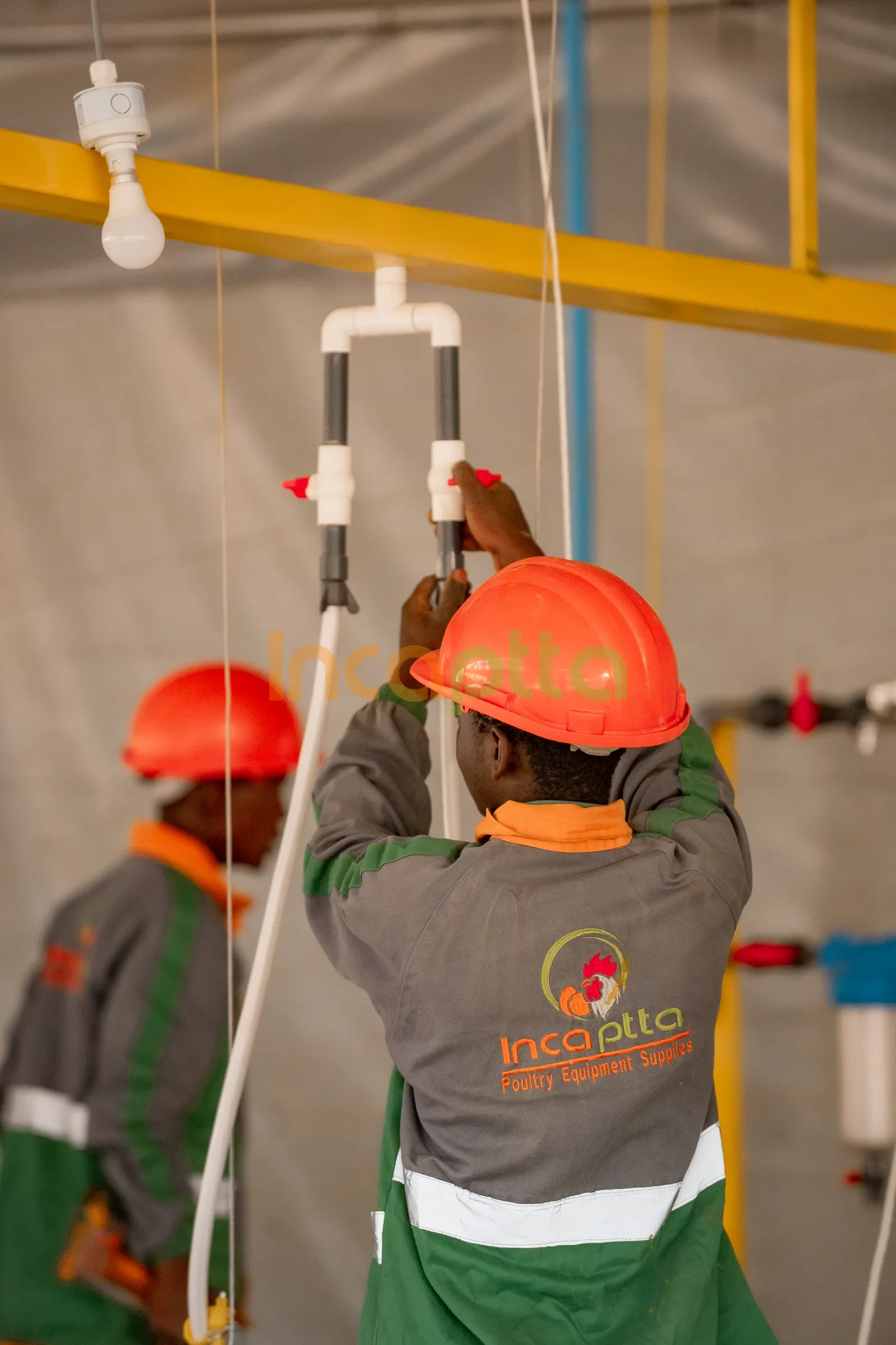Incaptta technicians installing water lines in a poultry house